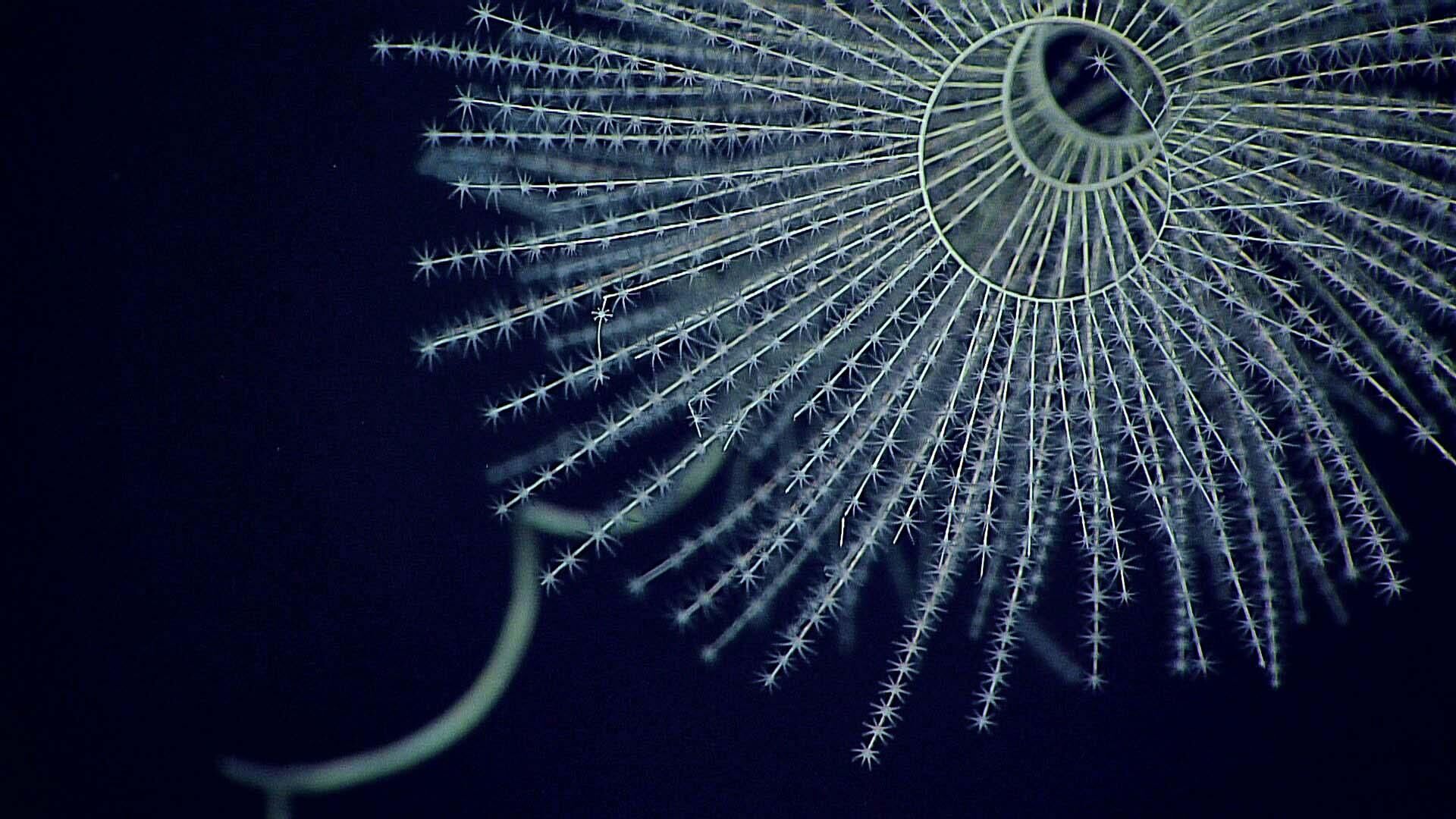12954