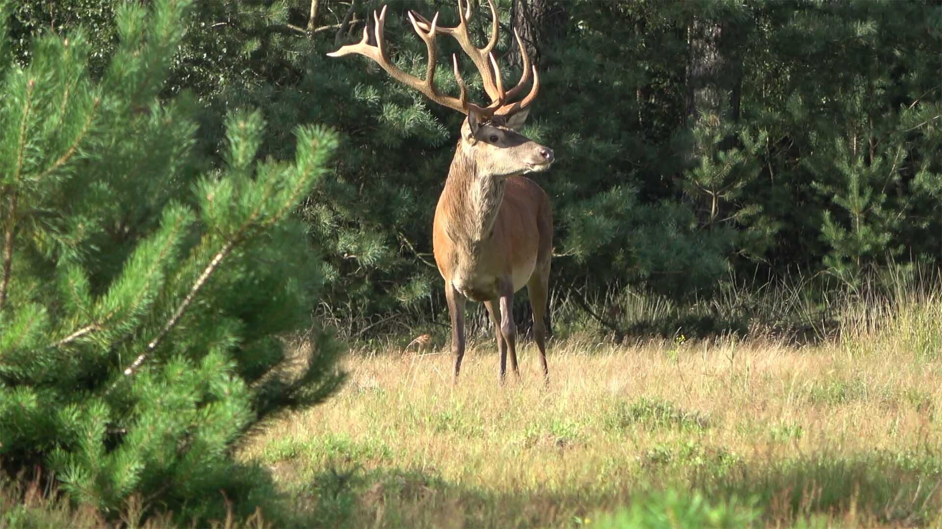 De natuur dichtbij: over de rivier en de Veluwe