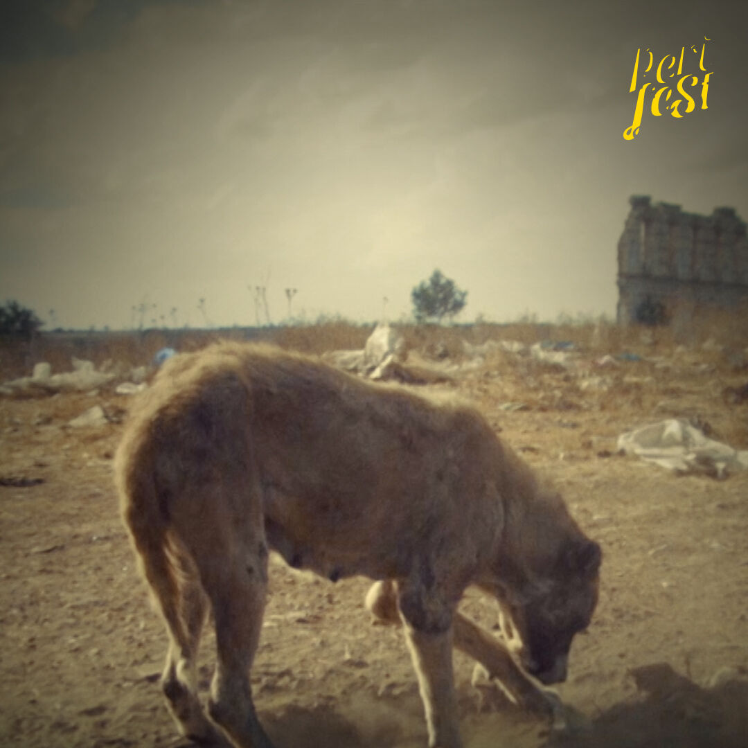 Ece Era | Dogs and Dust