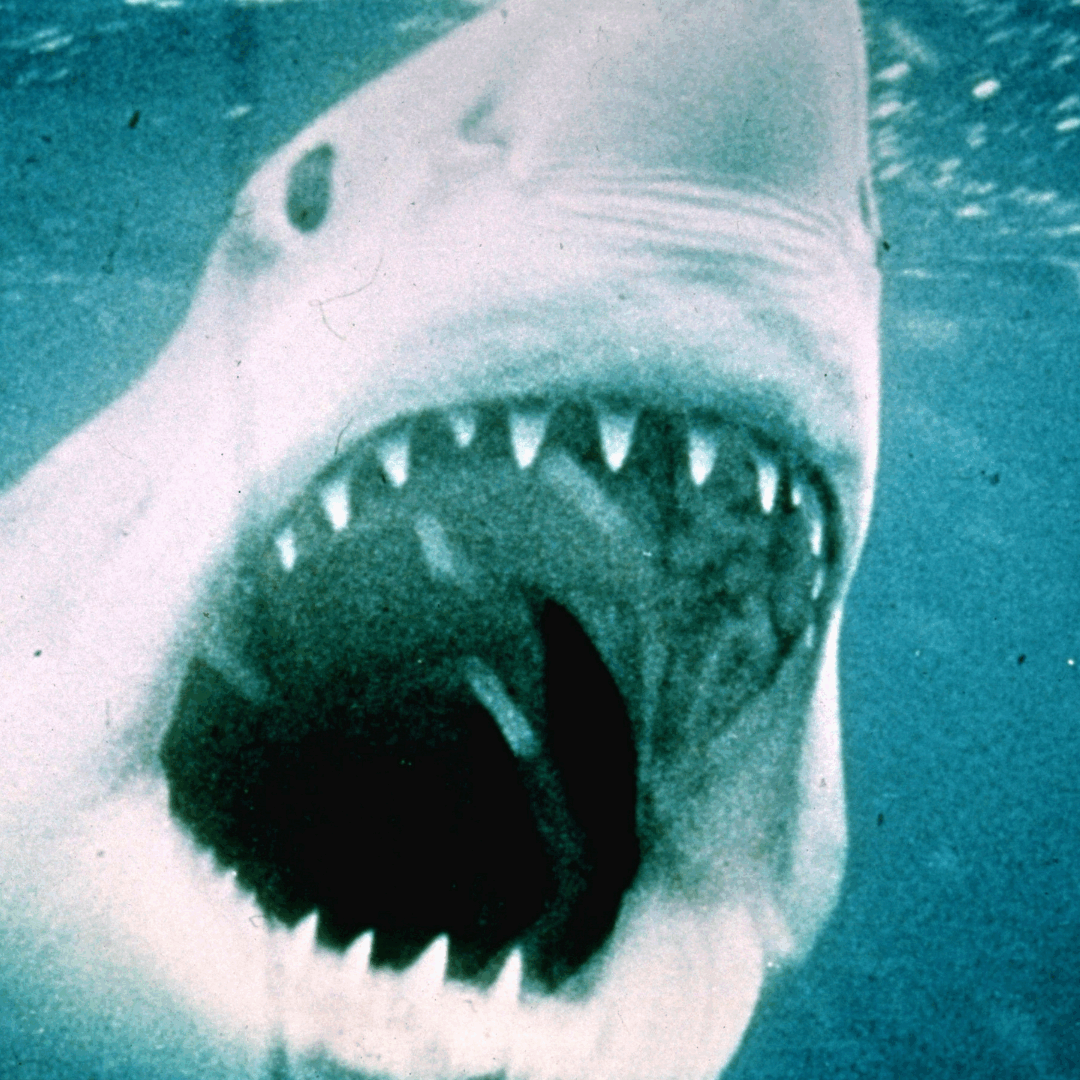VANAF DO 28-8 | Jaws (50th Anniversary Re-issue)